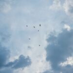 Fåglar flyger mot en himmel med moln.