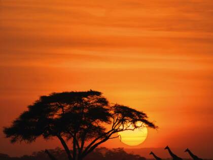 solnedgång i Afrika