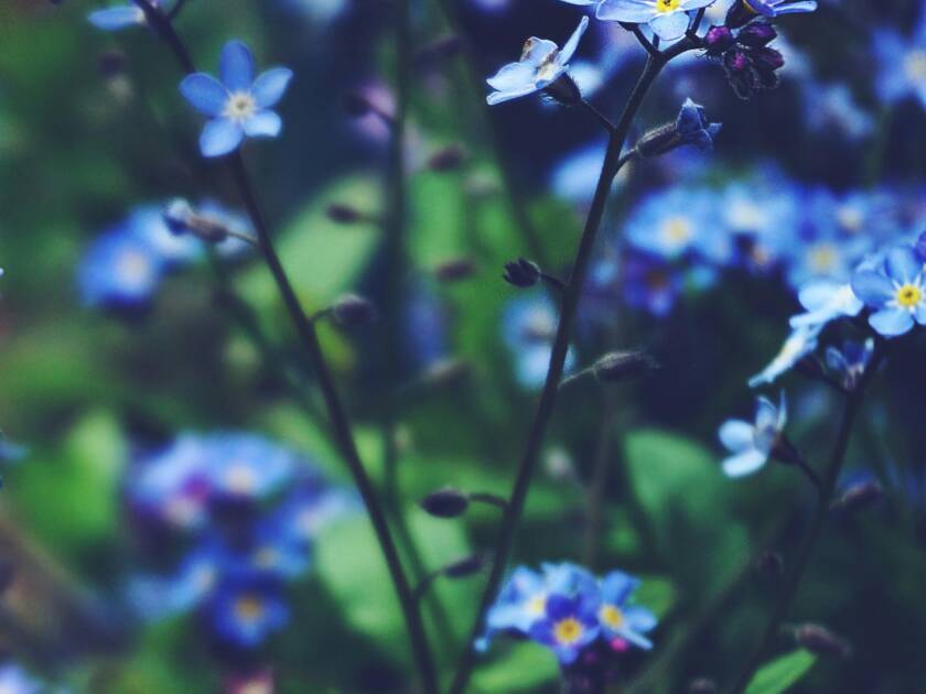 Blå blommor