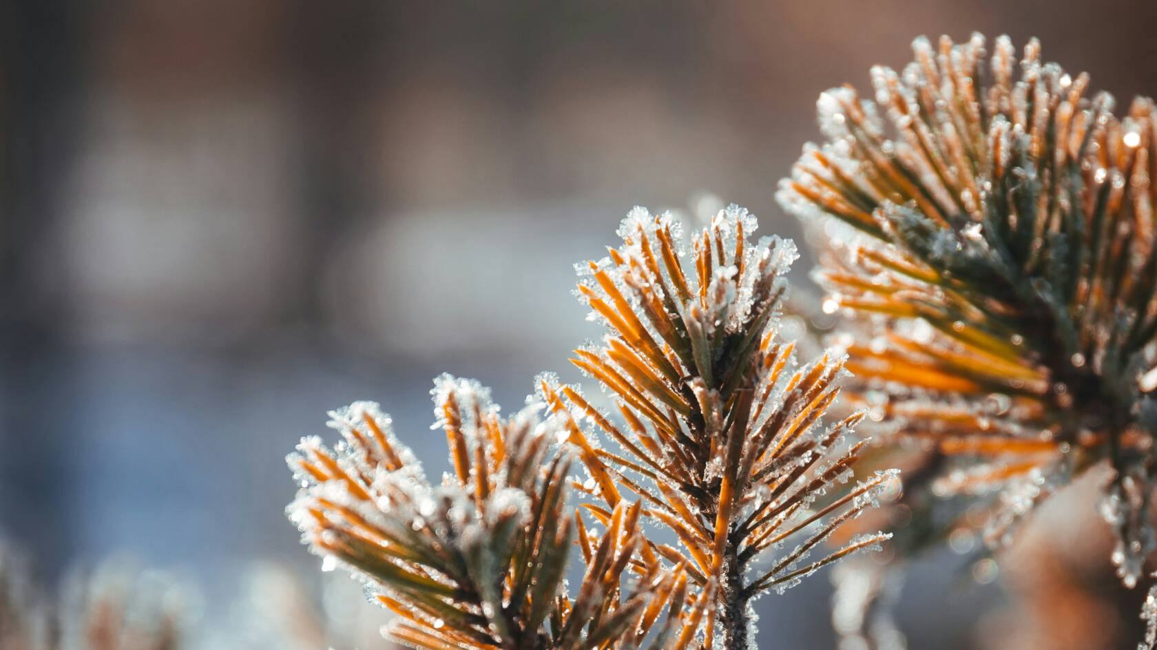 frost i naturen