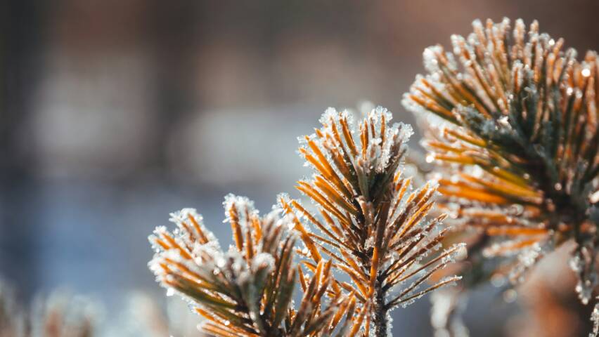 frost i naturen